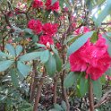 Rhododendron Hybride Michael Waterer